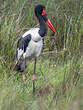 Jabiru d'Afrique