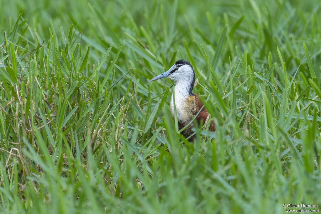African Jacanaadult, habitat