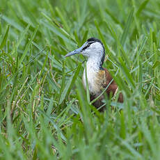 Jacana à poitrine dorée
