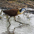 Jacana à poitrine dorée