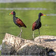 Jacana noir