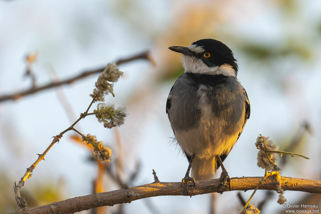 White-tailed Shrikeadult, identification
