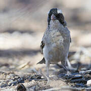 White-browed Sparrow-Weaver
