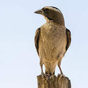 White-browed Sparrow-Weaver