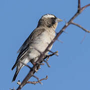White-browed Sparrow-Weaver