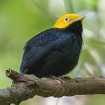 Manakin à tête d'or