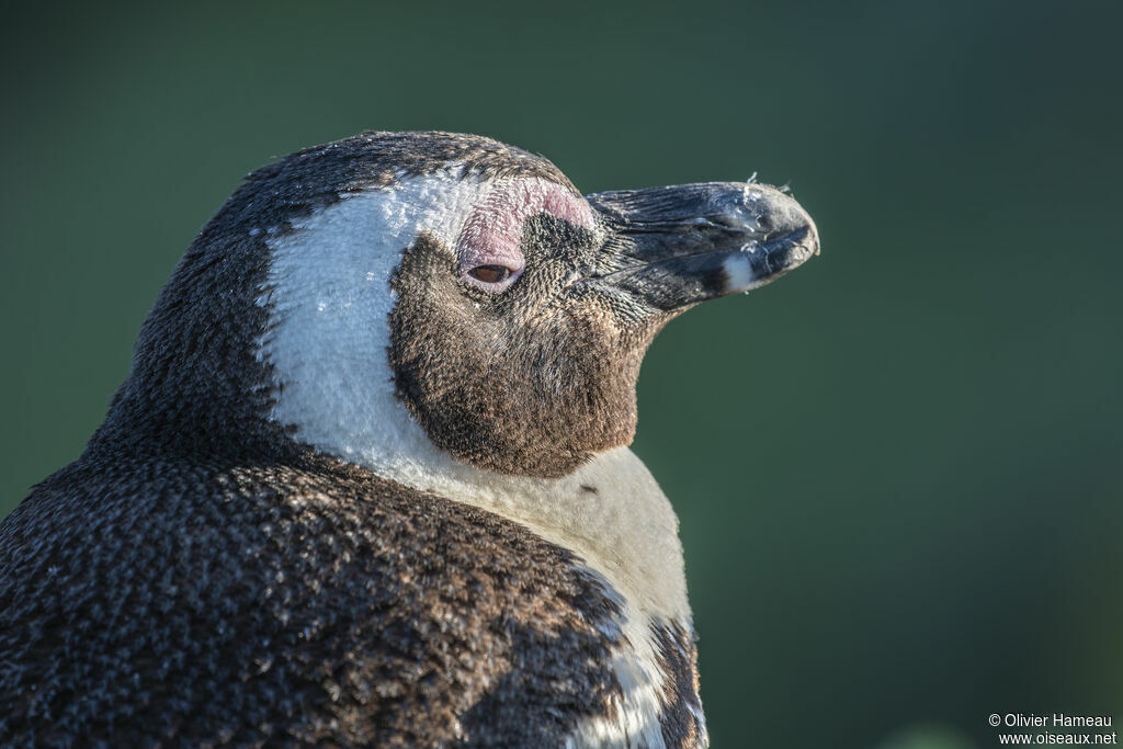 Manchot du Capadulte, portrait