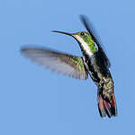 Mango à cravate noire