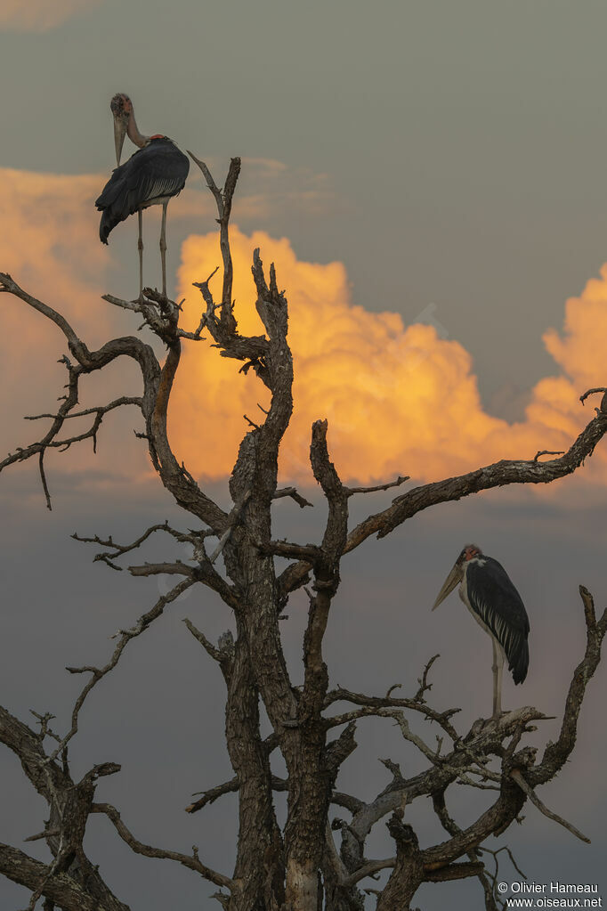Marabou Storkadult, habitat