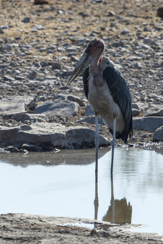 Marabou Storkadult, habitat