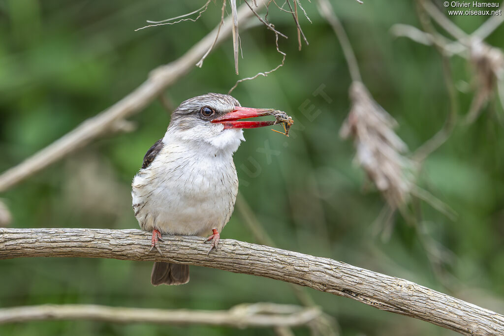Martin-chasseur à tête brune