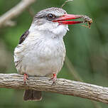 Martin-chasseur à tête brune