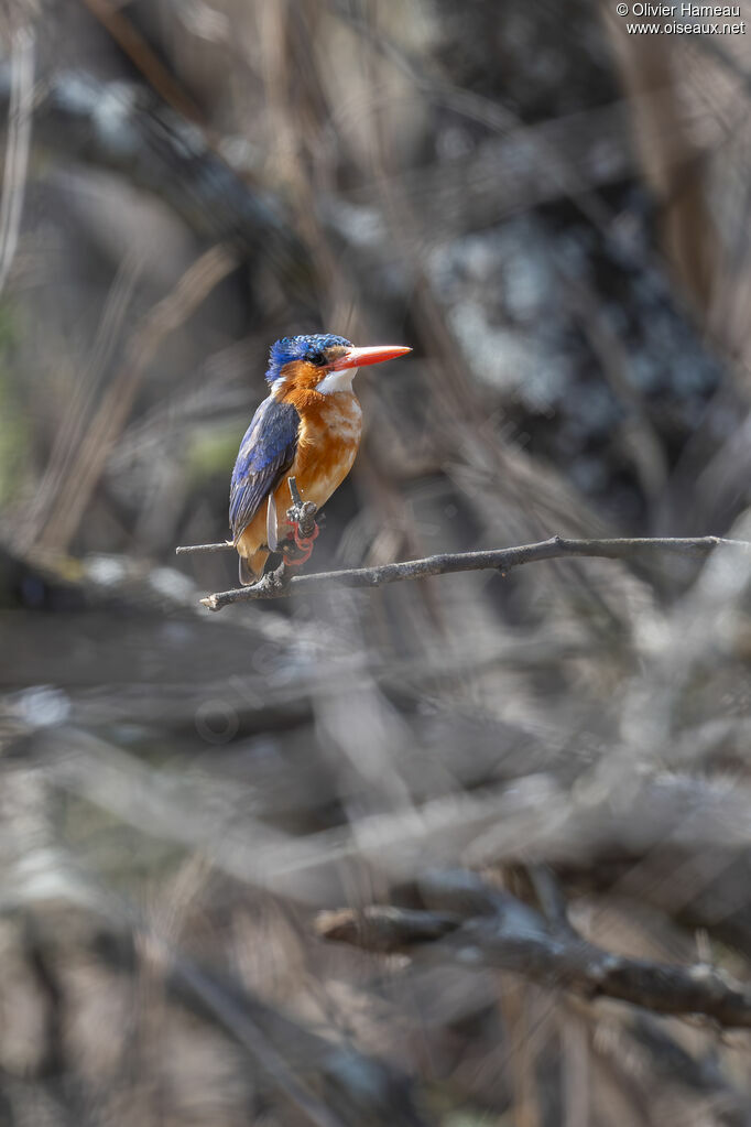 Martin-pêcheur huppé, habitat