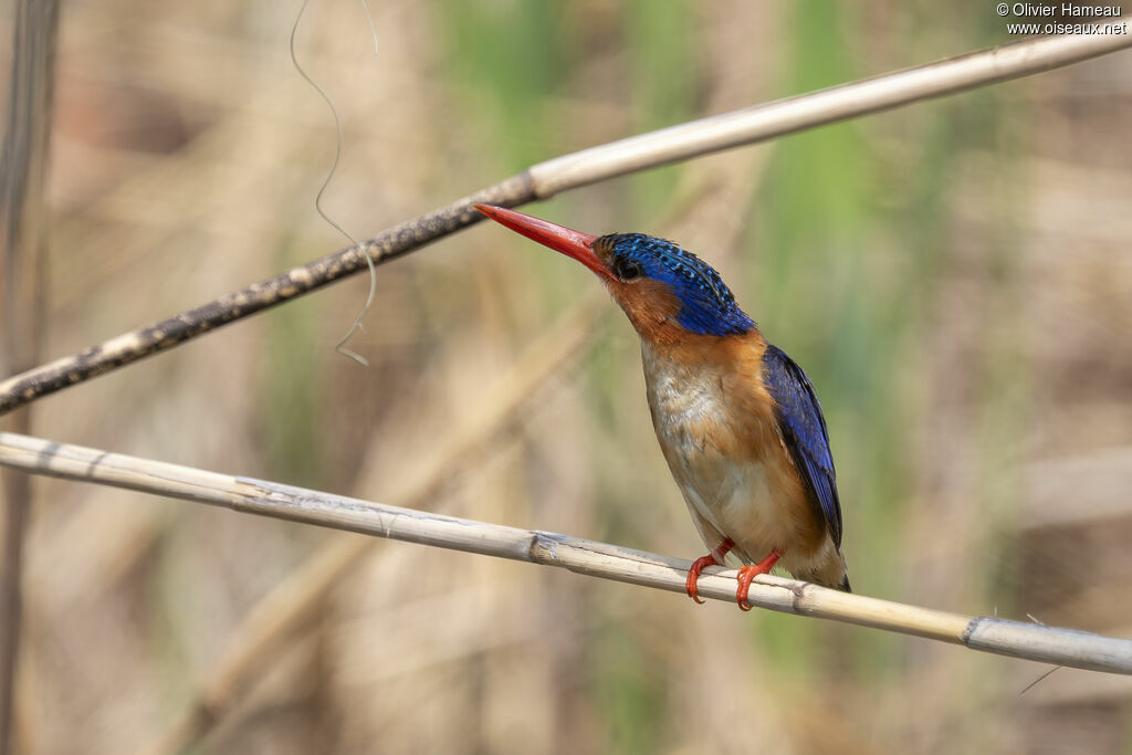 Martin-pêcheur huppé