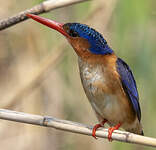 Martin-pêcheur huppé