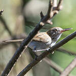 Microbate à long bec