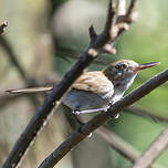 Microbate à long bec