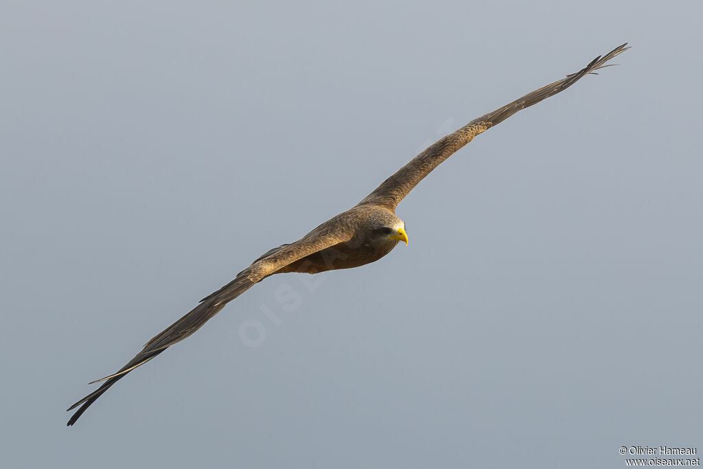 Yellow-billed Kiteadult, Flight