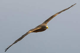 Yellow-billed Kite