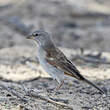 Moineau sud-africain
