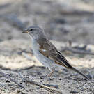 Moineau sud-africain