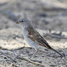 Moineau sud-africain
