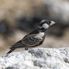 Moinelette à dos gris