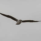 Mouette à tête grise
