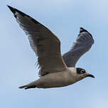 Mouette de Franklin