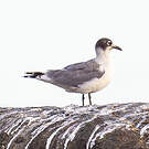 Mouette de Franklin