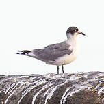 Mouette de Franklin