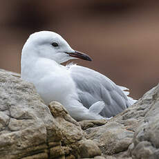 Mouette de Hartlaub