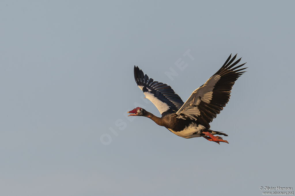 Spur-winged Gooseadult, Flight