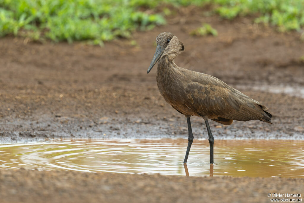 Hamerkopadult, identification