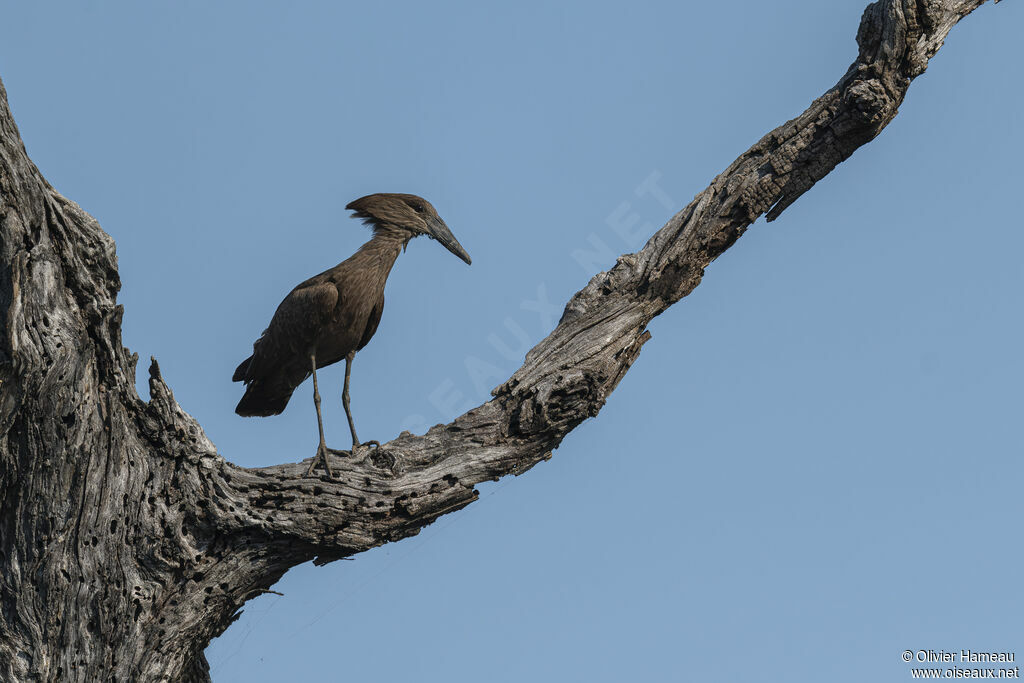 Hamerkopadult, identification