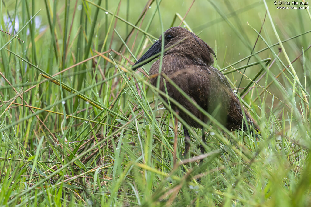 Ombrette africaineadulte, identification