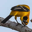 Oriole jaune