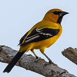 Oriole jaune