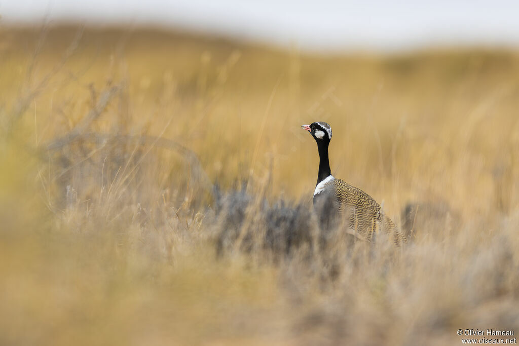 Northern Black Korhaan male adult, habitat