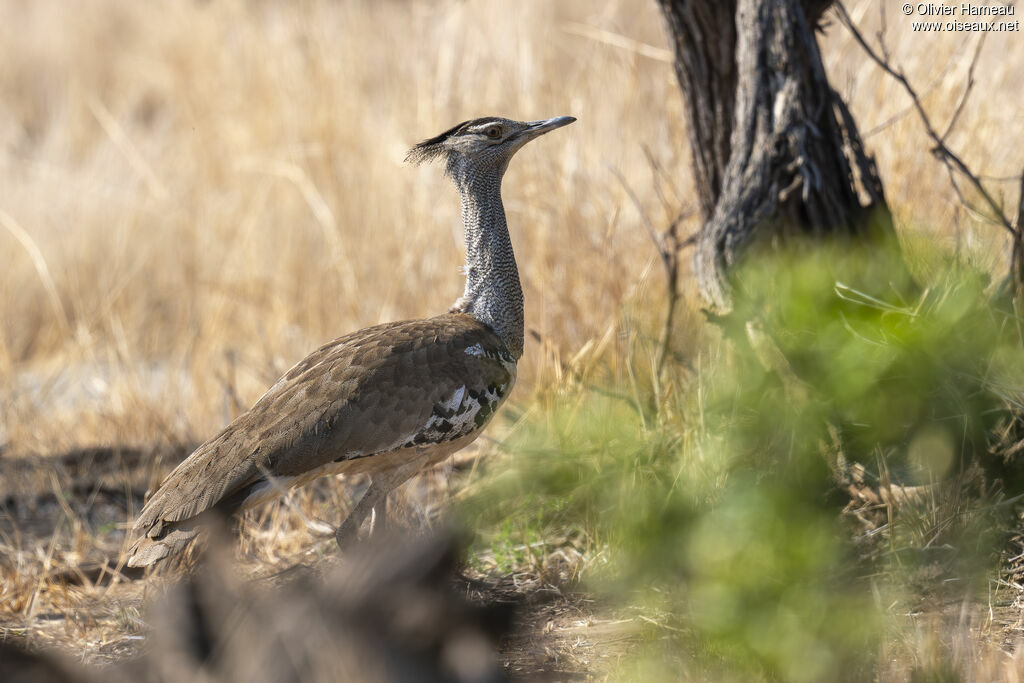 Outarde kori, identification
