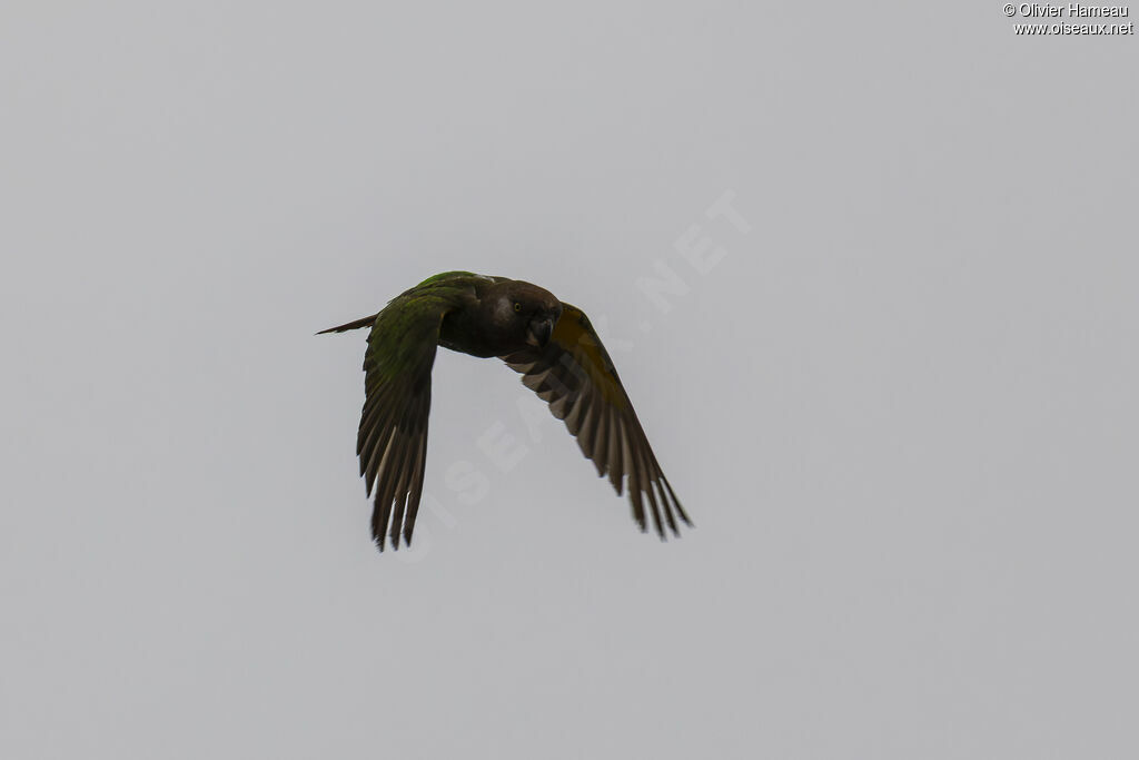 Perroquet à tête brune