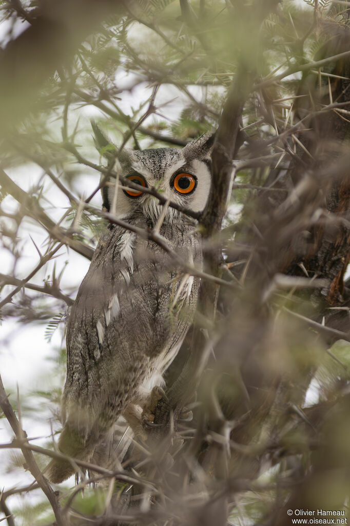 Northern White-faced Owladult, identification