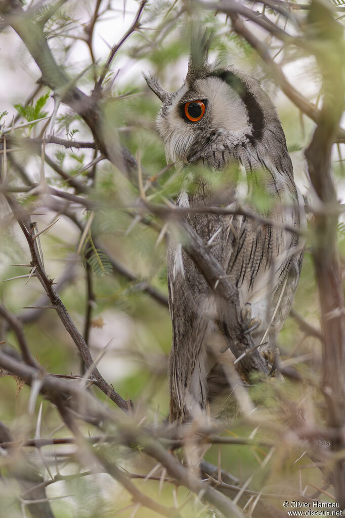 Northern White-faced Owladult