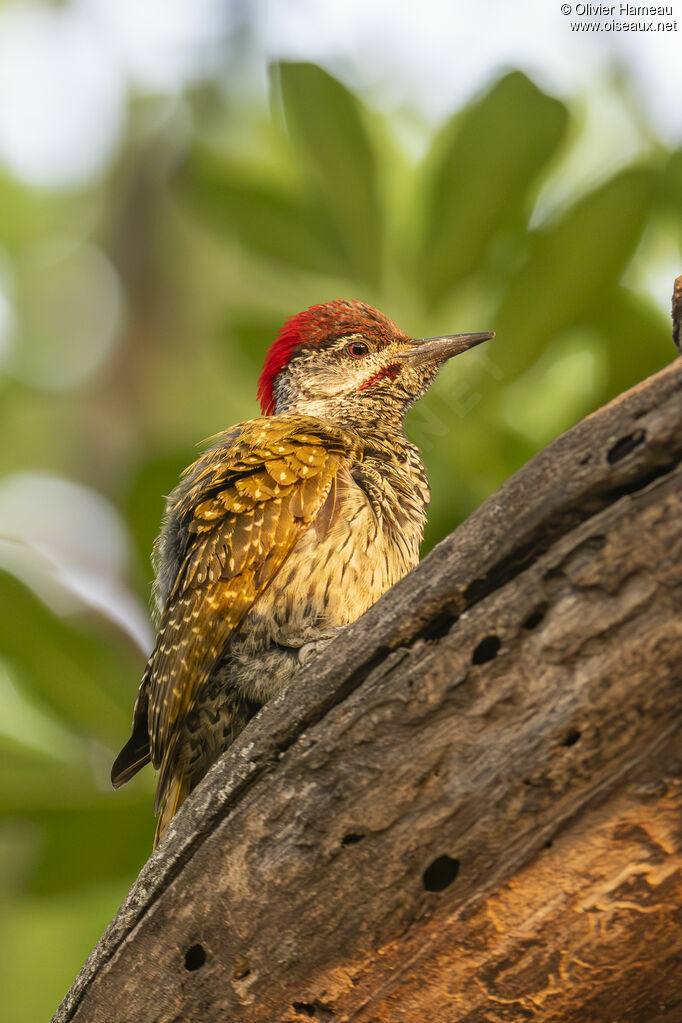 Pic à queue dorée mâle, identification