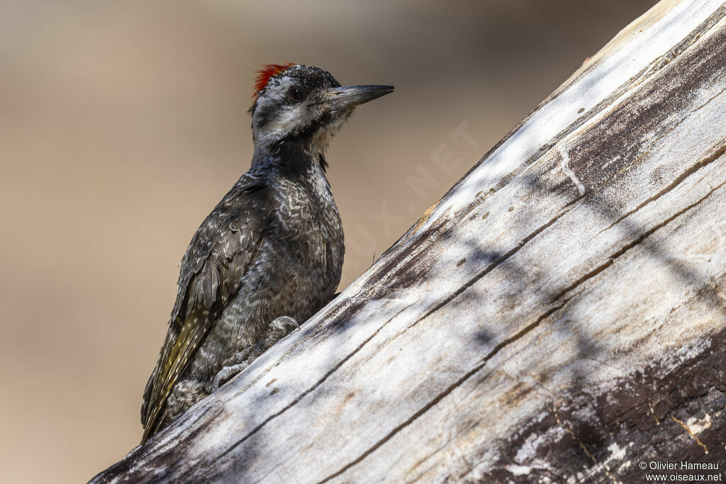 Bearded Woodpecker male adult, identification