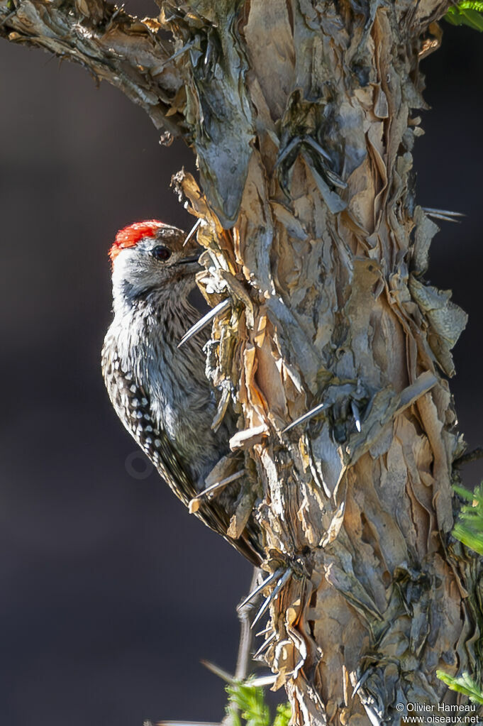 Cardinal Woodpecker male adult, identification