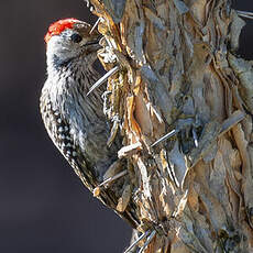 Pic cardinal