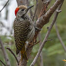 Pic cardinal