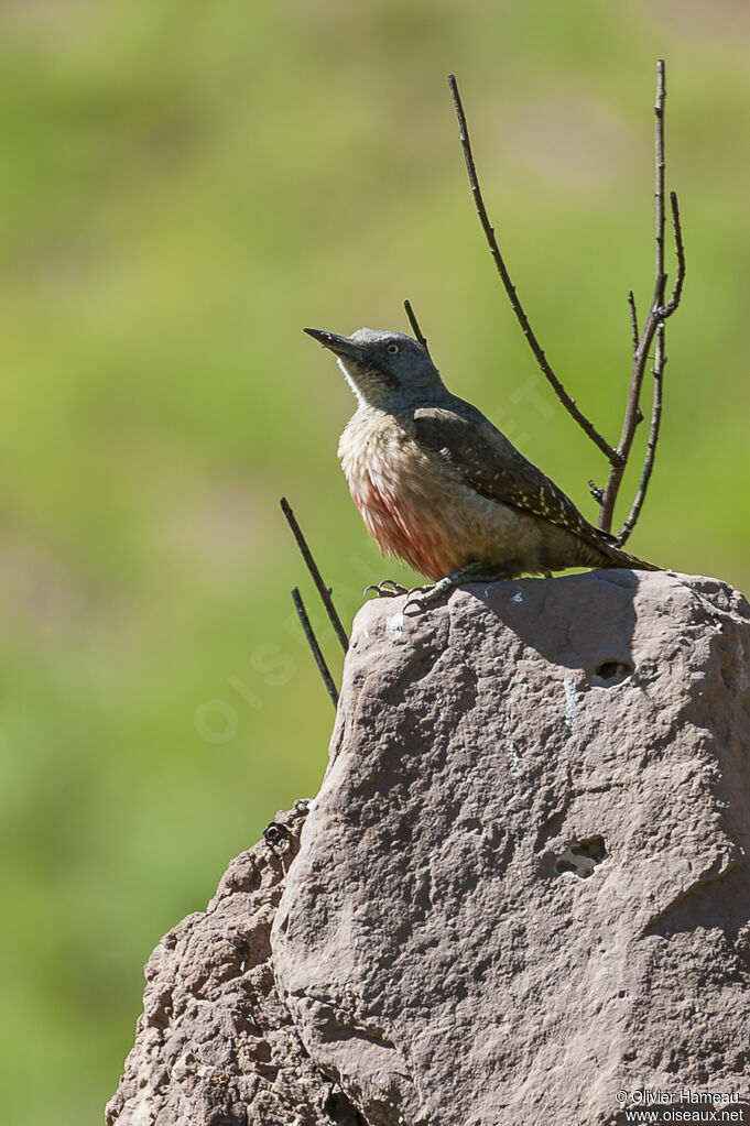 Ground Woodpeckeradult