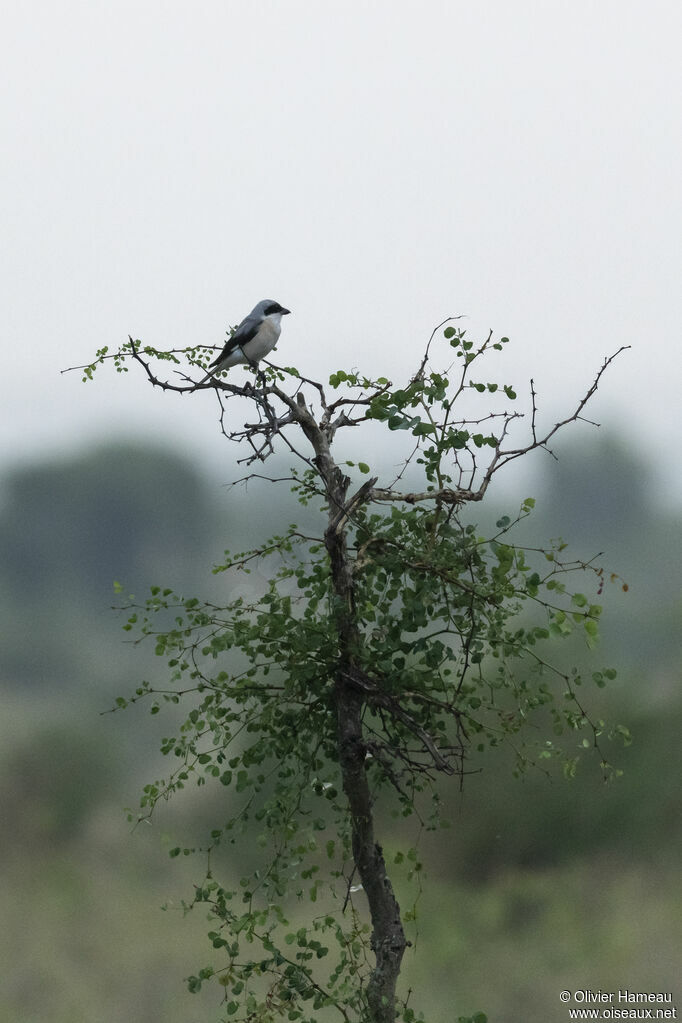 Lesser Grey Shrikeadult, habitat